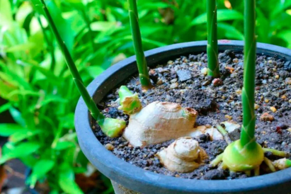 Como plantar gengibre no vaso