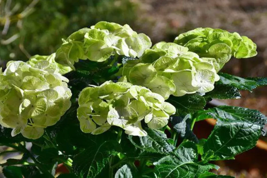 hortensia amarela