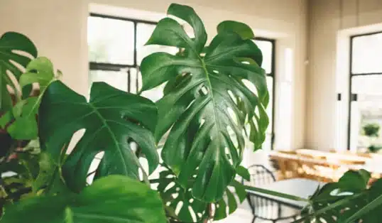 porque plantas dentro de casa é bom