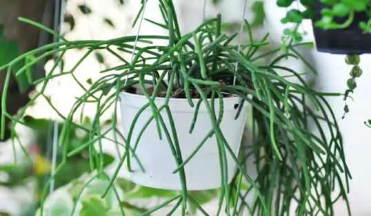rhipsalis