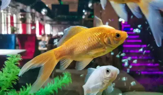 Como fazer co2 caseiro para aquário Plantado