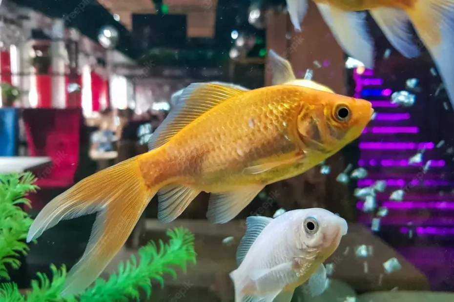 Como fazer co2 caseiro para aquário Plantado