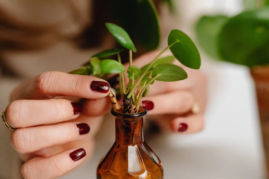 Como fazer mudas de plantas