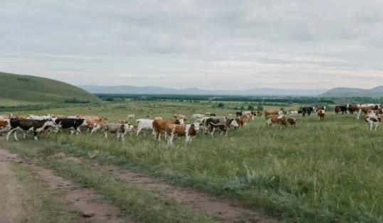 Pecuária orgânica