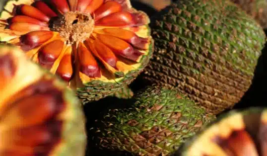 Árvore gimnospérmica Araucária 1