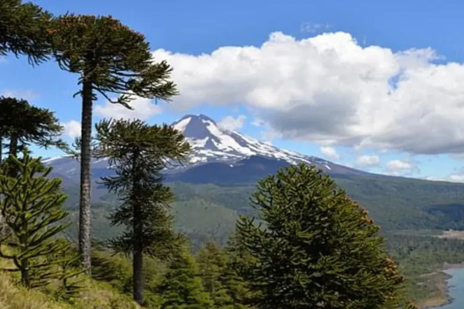 Árvore gimnospérmica Araucária