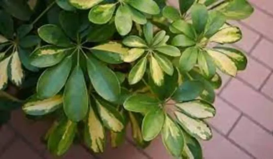 Como fazer mudas da planta Schefflera arborícola