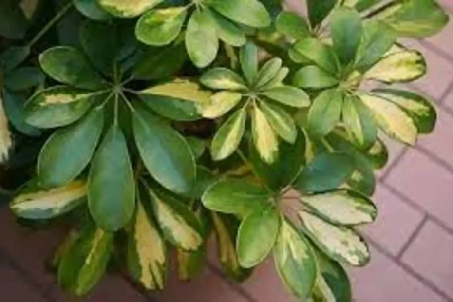 Como fazer mudas da planta Schefflera arborícola