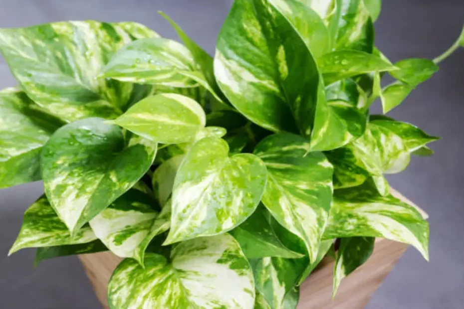 Como plantar e fazer mudas da Jiboia