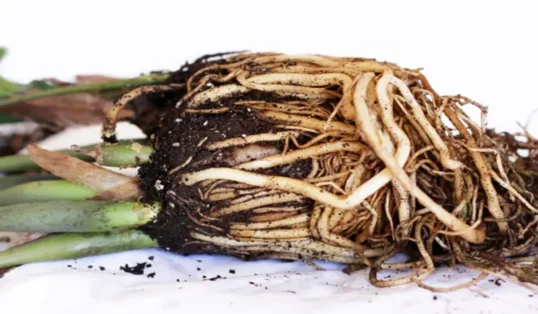 Como fazer mudas da planta Zamioculcas