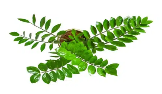 Como fazer mudas da planta Zamioculcas 1