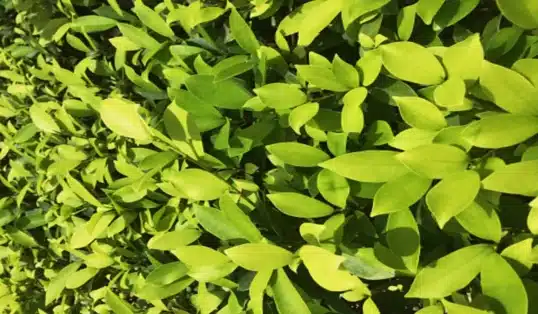 Como fazer muda de planta Pingo de Ouro