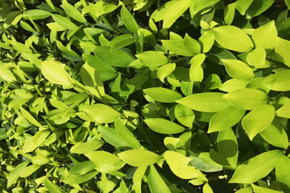 Como fazer muda de planta Pingo de Ouro