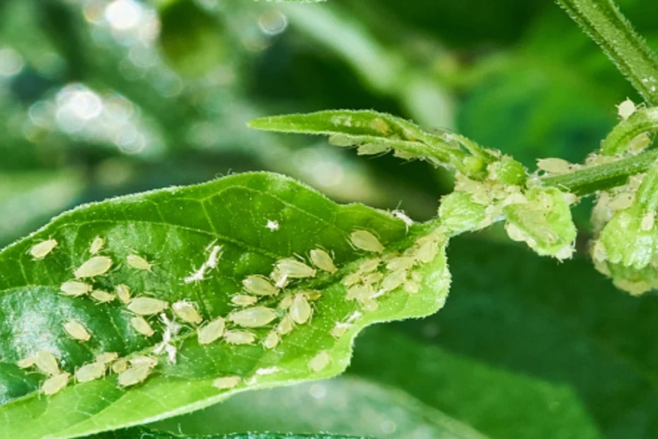 Como fazer para eliminar pulgões de plantas