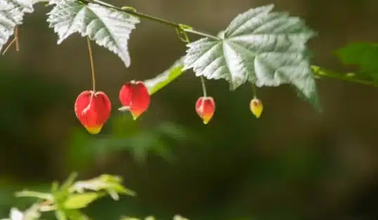a planta sininho e suas curiosidades  1