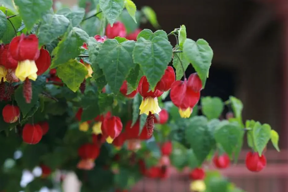 a planta sininho e suas curiosidades
