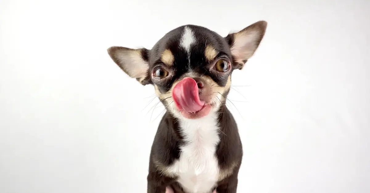 7 Surprising Foods That Could Harm Your Pup
