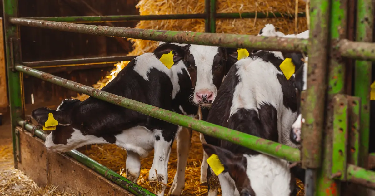 The Surprising Journey of Beef Production