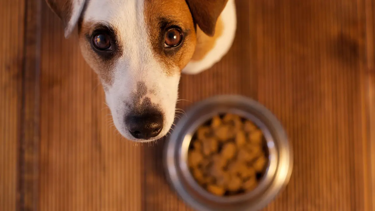 You Are What You Eat: Why Choosing the Right Food is Critical for Your Pet's Health
