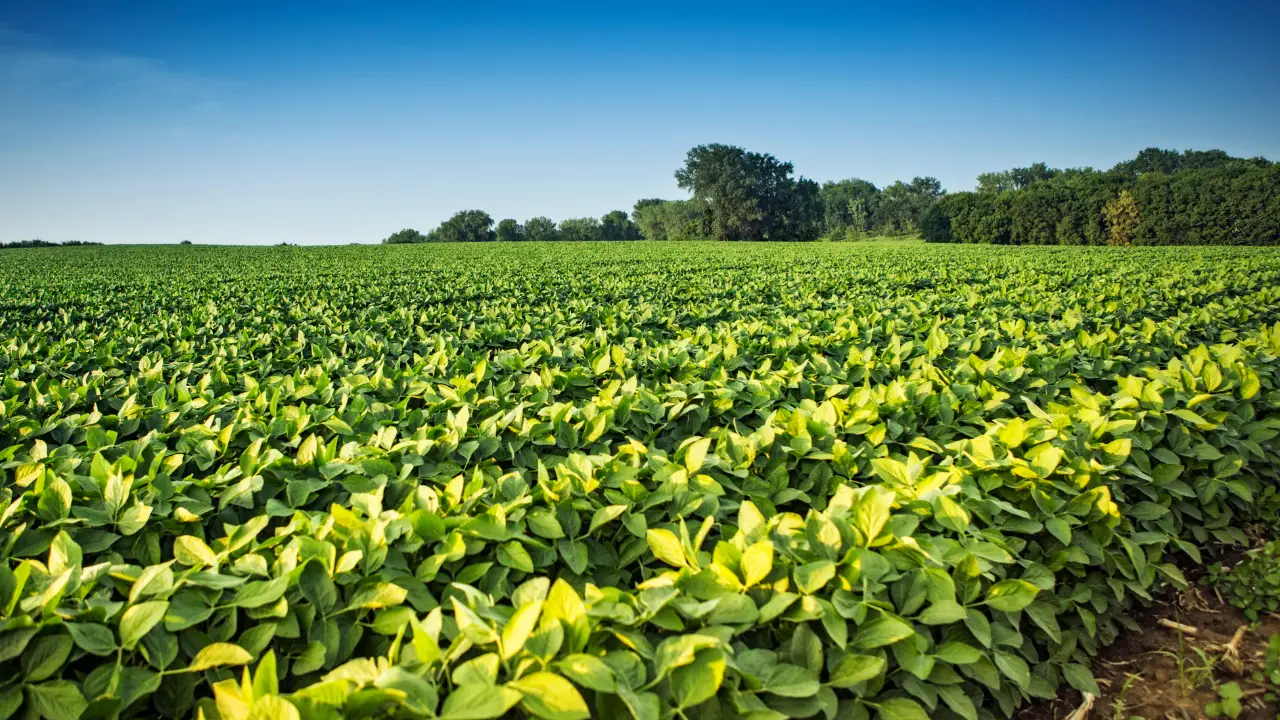 Insure Your Crops and Secure Your Future: A Step-by-Step Guide to Getting the Best Crop Insurance